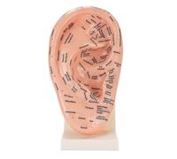 TARSHYRY Ear Acupuncture Point Model, Clearly Visible Labels Educational Tool with Stand, for Beauty Salon Massage Teaching School