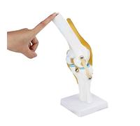 TARSHYRY Knee Ligament Model, Life Size Human Knee Joint Model Knee Joint Model Human Elbow Joint Model with Ligament Model for Skeleton Anatomy Study Teach