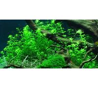 Tartan Guppy 1 x Hemianthus micranthemoides Pearl Grass Live Aquascape Carpet Aquarium Plant - Live Plants by