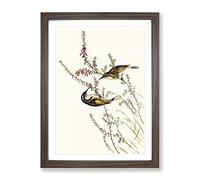 Tasmanian Honeyeater Bird By Elizabeth Gould Vintage Framed Print | A4 Walnut Framed Wall Art | Ready to Hang | Classic Nature Picture | Living Room Bedroom Lounge Office