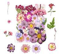 Tastetreasure 37 Pcs Real Natural Pressed Flowers Purple Mix for Resin Molds, Candle Making, Nail Art, Soap DIY & Phone Cases Aesthetic Crafting Supply