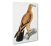 Tawny Eagle by John Edward Gray Canvas Print | Gallery Wrapped 30mm Frame Wall Art | 30x20 inches | Ready to Hang | Modern Animals Picture | Living Room Bedroom Lounge Office