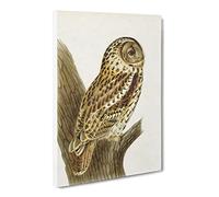 Tawny Owl By Von Wright Canvas Print | Gallery Wrapped 30mm Frame Wall Art | 30x20 inches | Ready to Hang | Retro Animals Picture | Living Room Bedroom Lounge Office