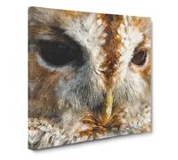 Tawny Owl Vol.2 Canvas Print | Gallery Wrapped 30mm Frame Wall Art | 14x14 inches | Ready to Hang | Modern Animals Picture | Living Room Bedroom Lounge Office