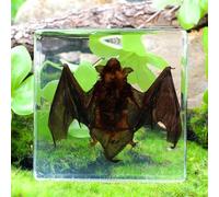 Taxidermy Bat, Real Bat Taxidermy Animals Bat in Resin,Great Gift for Taxidermy, Oddities Taxidermy Bat Decor -3x3x1in