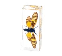 Taxidermy Centipede in Resin Large Size 4.3” x 1.7”, Real Centipede