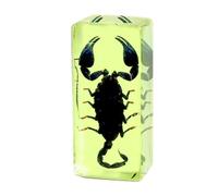 Taxidermy Centipede in Resin Large Size 4.3” x 1.7”, Real Centipede