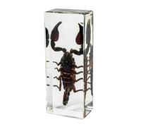 Taxidermy Centipede in Resin Large Size 4.3” x 1.7”, Real Centipede