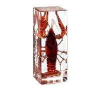 Taxidermy Centipede in Resin Large Size 4.3” x 1.7”, Real Centipede