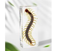 Taxidermy Centipede in Resin Large Size 4.3” x 1.7”, Real Centipede Animal Specimen in Transparent Resin for Biology Science Education, Insects in Resin Gifts for Taxidermy Collector