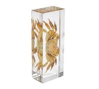 Taxidermy Crab in Resin Large Size 4.3” x 1.7”, Real Crab Animal Specimen in Transparent Resin for Biology Science Education, Insects in Resin Gifts for Taxidermy Collector