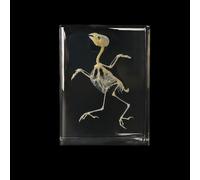 Taxidermy Insect Resin Skeleton, Real Animal Skeleton Block Embedded Specimen for Science Education(Bird Skeleton)