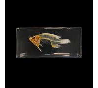 Taxidermy Insect Resin Skeleton, Real Animal Skeleton Block Embedded Specimen for Science Education(Fish Skeleton)