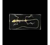 Taxidermy Insect Resin Skeleton, Real Animal Skeleton Block Embedded Specimen for Science Education(Lizard bone)