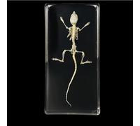 Taxidermy Insect Resin Skeleton, Real Animal Skeleton Block Embedded Specimen for Science Education(White Rat Skeleton)