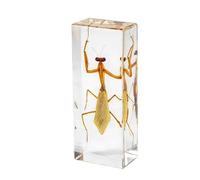 Taxidermy Mantis in Resin Large Size 4.3” x 1.7”, Real Mantis Animal Specimen in Transparent Resin for Biology Science Education, Insects in Resin Gifts for Taxidermy Collector