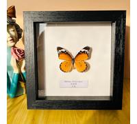 Taxidermy Mounted In Frame,Exquisite Butterflies Insect Specimen,Collection Of Butterfly,Unique Home Decor Wall Decoration Gift For Christmas Valentine Birthday,Real Butterfly Specimens17.6*17.6cm