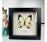 Taxidermy Mounted In Frame,Exquisite Butterflies Insect Specimen,Collection Of Butterfly,Unique Home Decor Wall Decoration Gift For Christmas Valentine Birthday,Real Butterfly Specimens17.6*17.6cm