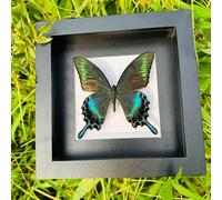 Taxidermy Mounted In Frame,Exquisite Butterflies Insect Specimen,Collection Of Butterfly,Unique Home Decor Wall Decoration Gift For Christmas Valentine Birthday,Real Butterfly Specimens17.6*17.6cm