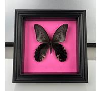 Taxidermy Mounted In Frame,Exquisite Butterflies Insect Specimen,Collection Of Butterfly,Unique Home Decor Wall Decoration Gift For Christmas Valentine Birthday,Real Butterfly Specimens17.6*17.6cm