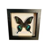 Taxidermy Mounted In Frame,Exquisite Butterflies Insect Specimen,Collection Of Butterfly,Unique Home Decor Wall Decoration Gift For Christmas Valentine Birthday,Real Butterfly Specimens17.6*17.6cm