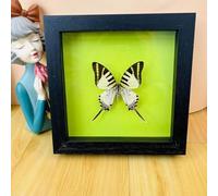 Taxidermy Mounted In Frame,Exquisite Butterflies Insect Specimen,Collection Of Butterfly,Unique Home Decor Wall Decoration Gift For Christmas Valentine Birthday,Real Butterfly Specimens17.6*17.6cm