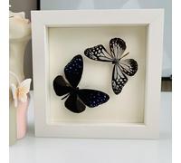 Taxidermy Mounted In Frame,Exquisite Butterflies Insect Specimen,Collection Of Butterfly,Unique Home Decor Wall Decoration Gift For Christmas Valentine Birthday,Real Butterfly Specimens17.6*17.6cm