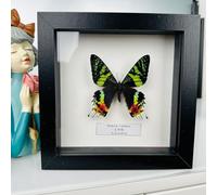 Taxidermy Mounted In Frame,Exquisite Butterflies Insect Specimen,Collection Of Butterfly,Unique Home Decor Wall Decoration Gift For Christmas Valentine Birthday,Real Butterfly Specimens17.6*17.6cm
