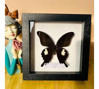 Taxidermy Mounted In Frame,Exquisite Butterflies Insect Specimen,Collection Of Butterfly,Unique Home Decor Wall Decoration Gift For Christmas Valentine Birthday,Real Butterfly Specimens17.6*17.6cm
