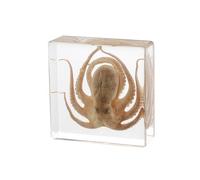 Taxidermy Octopus, Real Octopus Specimens Animal Specimen in Resin for Science Classroom Science Education, Great Gift for Fans of Taxidermy, Animal Skull, Oddities, Biology (3 x 3 x 1 inch)