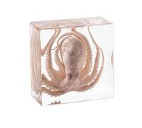 Taxidermy Octopus, Real Octopus Specimens Animal Specimen in Resin, Science Classroom Science Education, Ocean Lover,Specimen Collector(3" x 3" x 1")