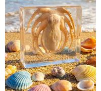 Taxidermy Octopus Specimen in Resin, Real Octopus for Science Education, Biology Classrooms, Unique Display for Oddities Enthusiasts, Great Gift for Collectors and Fans of Taxidermy(Octopus)