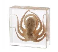 Taxidermy, Octopus Turtle Specimen in Resin for Science Classroom Science Education, Creative Ornament for Enthusiasts(Octopu)