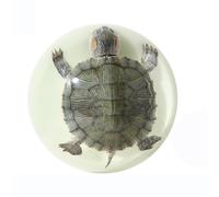 Taxidermy, Octopus Turtle Specimen in Resin for Science Classroom Science Education, Creative Ornament for Enthusiasts(Luminous Turtle 03)