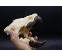 Taxidermy Real Animal Skull, Original Alligator Turtle Skull Model, Craft Animal Bones Real, Skull Decoration, Science Education Tool for Home, Specimen Collectibles Study DIY Office.