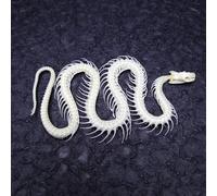 Taxidermy Real Animals Skulls,Real Bones Specimen,Taxidermy Supplies for Science Education,Special Oddity Gift (Snake Skeleton)