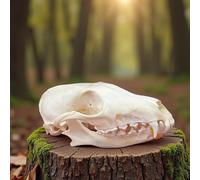 Taxidermy Real Animals Skulls,Real Bones Specimen,Taxidermy Supplies for Science Education,Special Oddity Gift (Fox Skull)