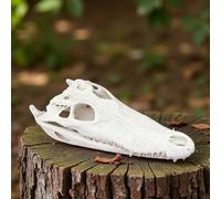 Taxidermy Real Animals Skulls,Real Bones Specimen,Taxidermy Supplies for Science Education,Special Oddity Gift (Aligator Skull)