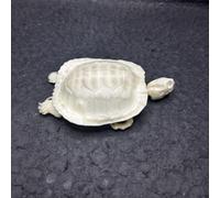 Taxidermy Real Animals Skulls,Real Bones Specimen,Taxidermy Supplies for Science Education,Special Oddity Gift (Turtle Skeleton)