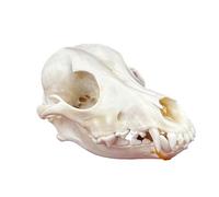 Taxidermy Real Animals Skulls,Real Bones Specimen,Taxidermy Supplies for Science Education,Special Oddity Gift (Dog Skull)
