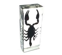 Taxidermy Scorpion Insect in Resin Bug Preserved Specimen Collection Paperweights Real Insect Rainforest Scorpion Specimen, Science Education Specimen for Classroom, Specimen Collectibles Study