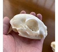 Taxidermy Skull Collection - Unique Real Cat, Dog, and Fox Skull Decorations for Home Décor and Display