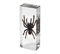 Taxidermy Spider in Resin Large Size 4.3” x 1.7”, Real Tarantula Animal Specimen in Transparent Resin for Biology Science Education, Insects in Resin Gifts for Taxidermy Collector
