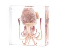 Taxidermy Squid, Professional SquidTaxidermy in Clear Resin, Ideal for School Lab Zoology Dissections, Unique Gifts for Specimen Collectors, Ocean Enthusiasts, and Loved Ones