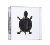 Taxidermy Turtle in Resin, Real Turtle Specimens in Resin Paperweight Crafts, Animal Taxidermy Collection for Science Education & Desk Ornament 2.87×2.87×0.71 inch
