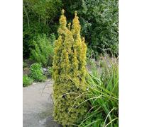 Taxus Baccata Standishii Golden Column Yew Tree 2.5-3ft in a 7.5L Pot Direct Plants Gold One Size