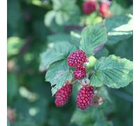 Tayberry Buckingham Thornless Fruit Bush Rubus Fruiting Berry Shrub Plant 3L Pot Plant Theory Green One Size