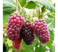Tayberry Medana Fruit Bush Rubus Fruiting Berry Shrub Plant 3L Pot Plant Theory Green One Size