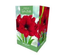 Taylors Amaryllis Red Velvet Gift Box