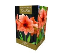 Taylors Amaryllis Rilona Premium Gift Pack